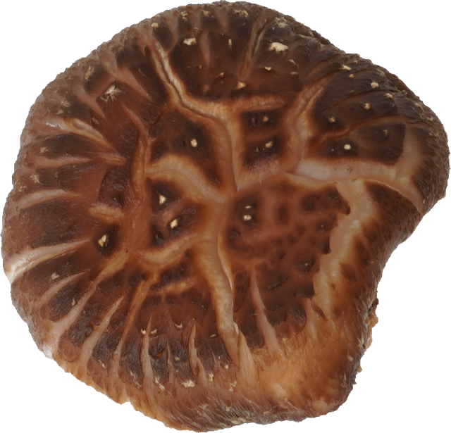 しいたけ（乾）｜商用可フリー画像・背景透過