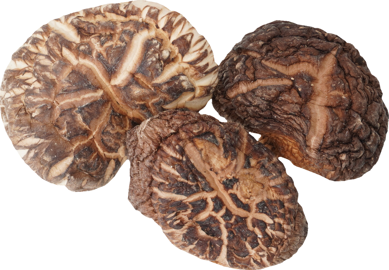しいたけ（乾）｜商用可フリー画像・背景透過