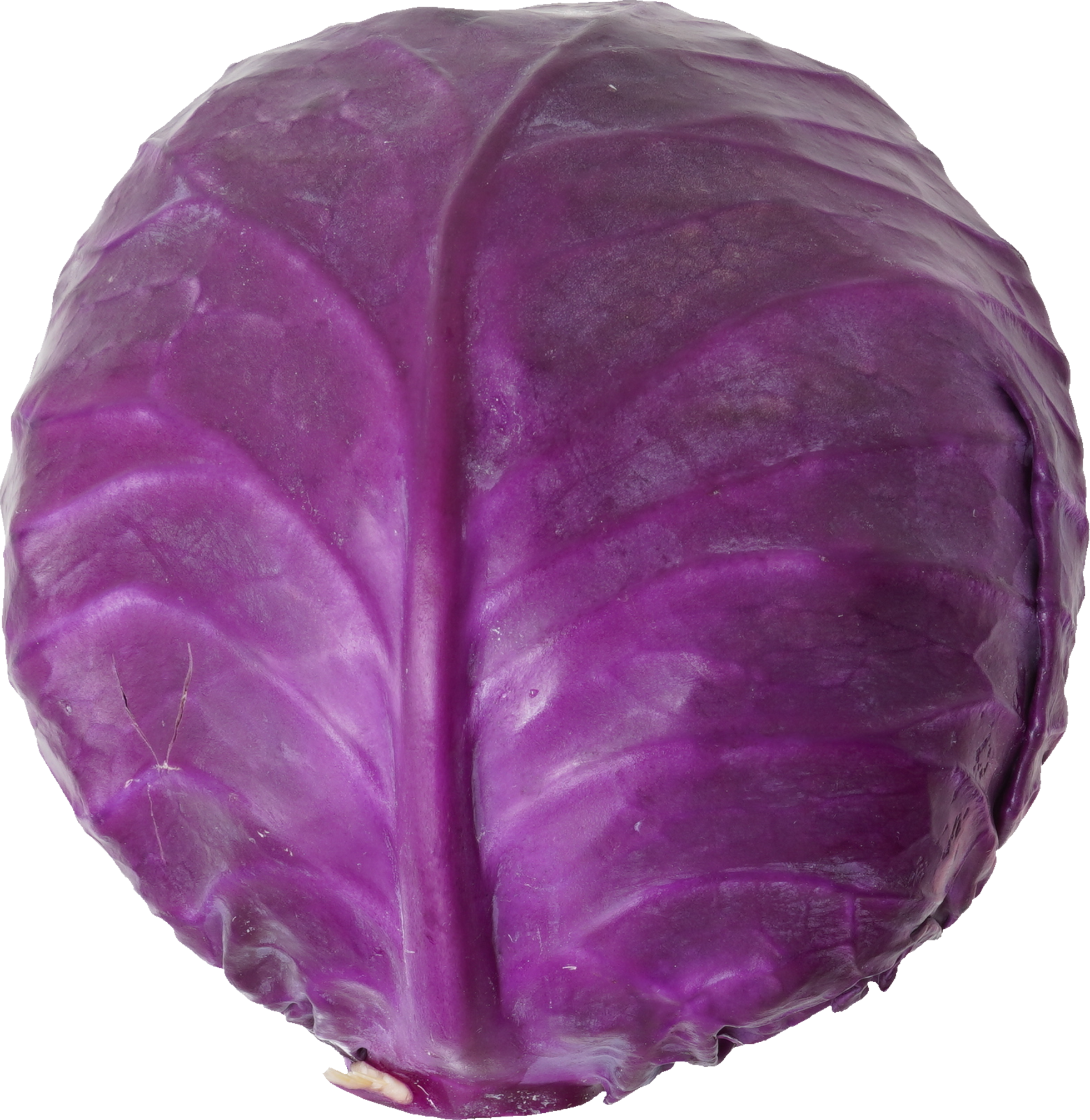 レッドキャベツ【赤キャベツ・紫キャベツ】｜商用可フリー画像・背景透過