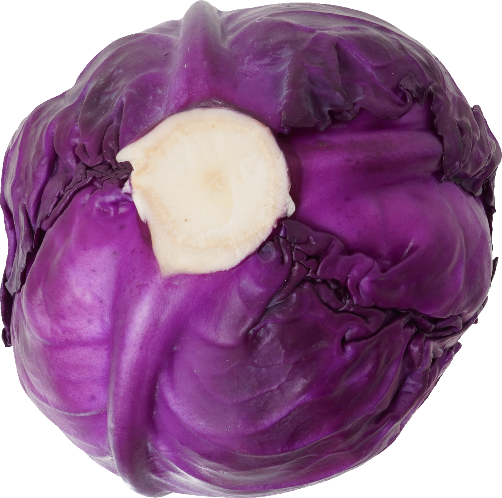 レッドキャベツ【赤キャベツ・紫キャベツ】｜商用可フリー画像・背景透過