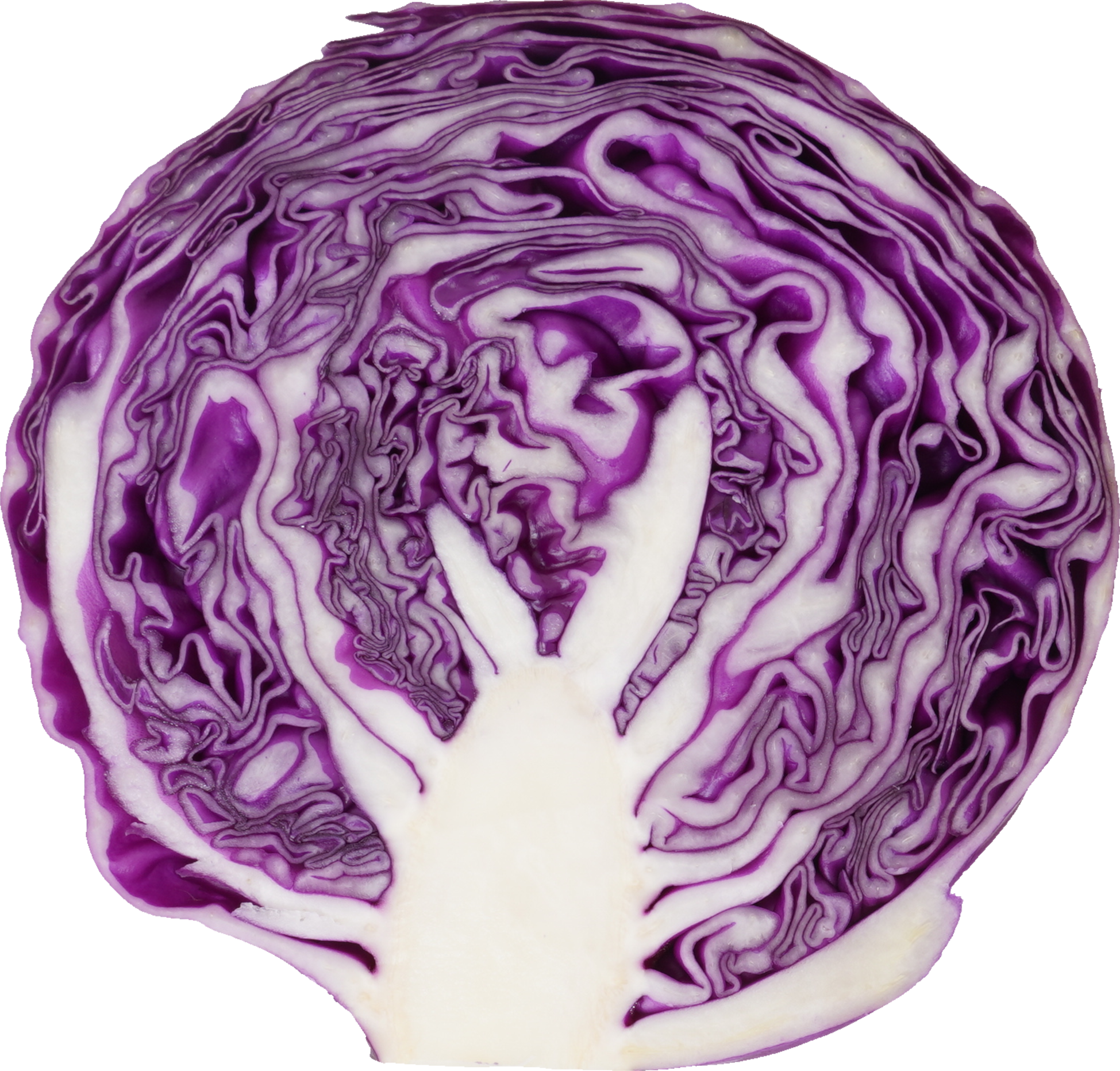 レッドキャベツ【赤キャベツ・紫キャベツ】｜商用可フリー画像・背景透過