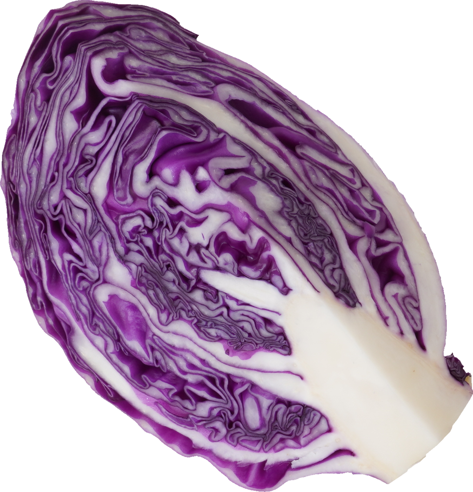 レッドキャベツ【赤キャベツ・紫キャベツ】｜商用可フリー画像・背景透過