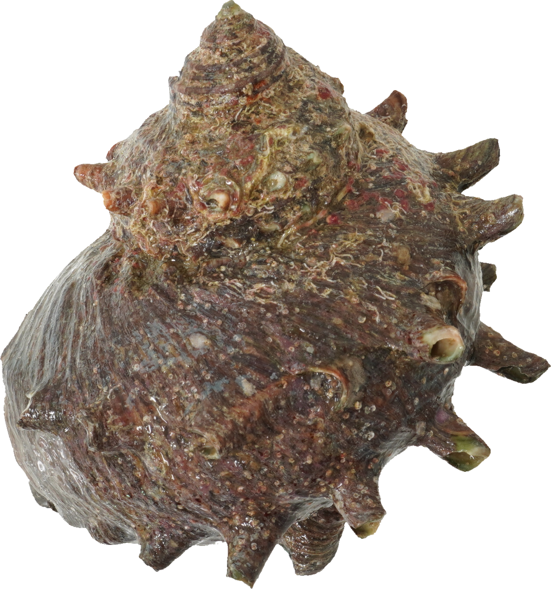 さざえ｜商用可フリー画像・背景透過