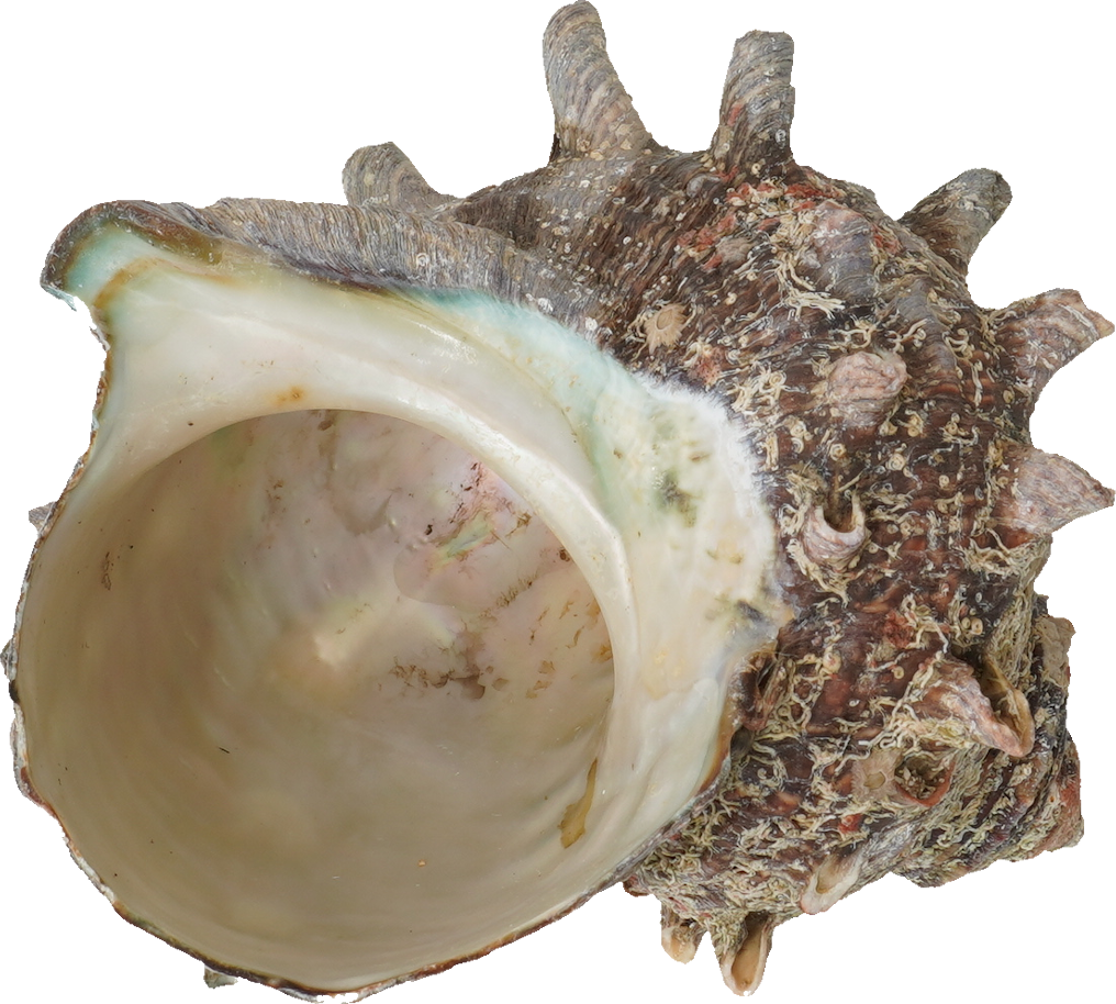 さざえ｜商用可フリー画像・背景透過