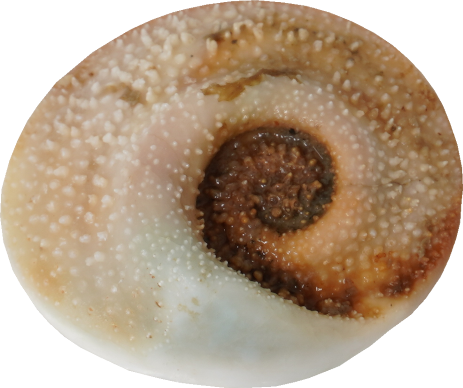 さざえ｜商用可フリー画像・背景透過