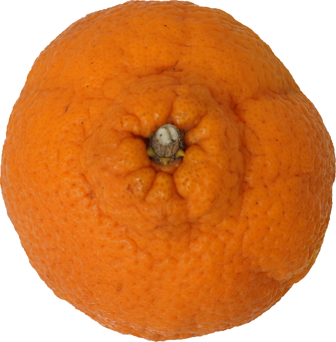 しらぬひ【デコポン】｜商用可フリー画像・背景透過