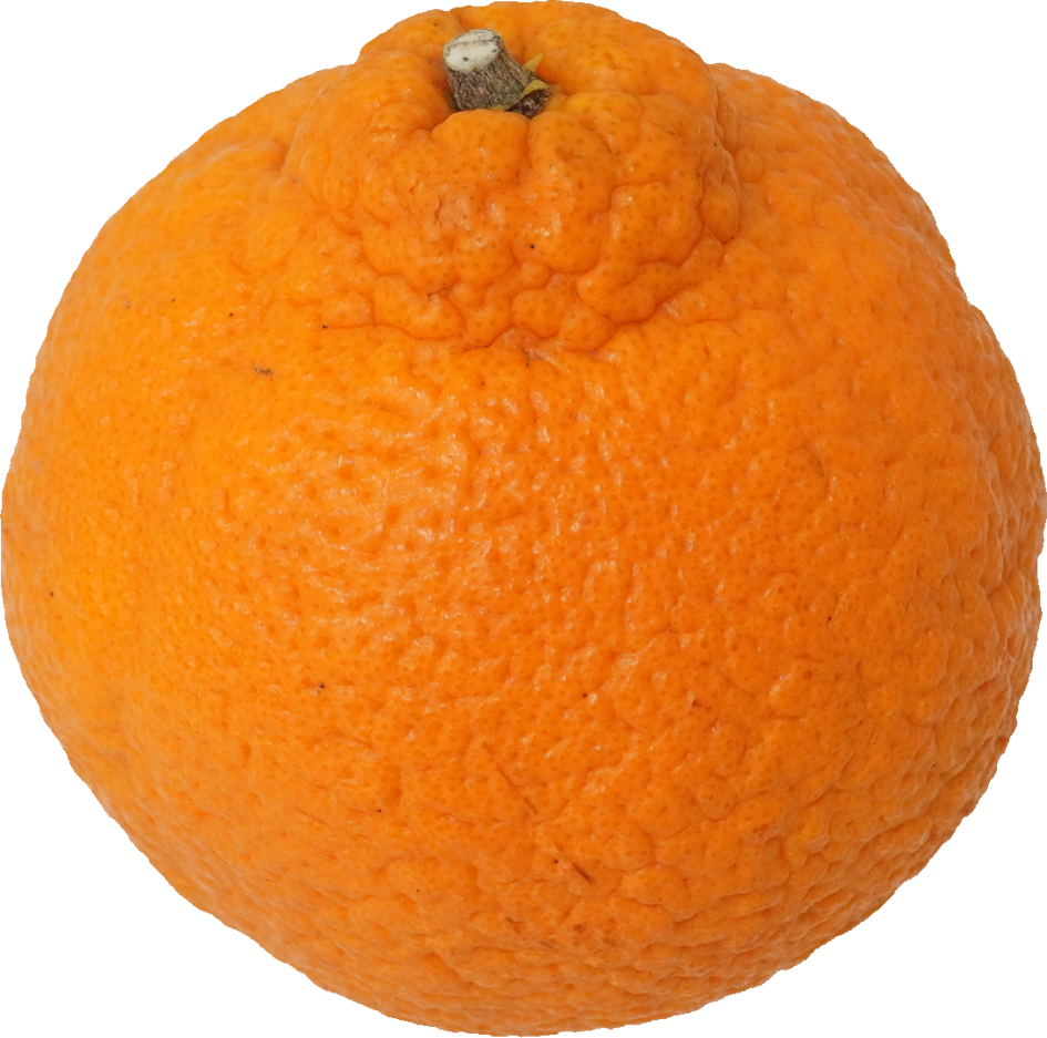 しらぬひ【デコポン】｜商用可フリー画像・背景透過