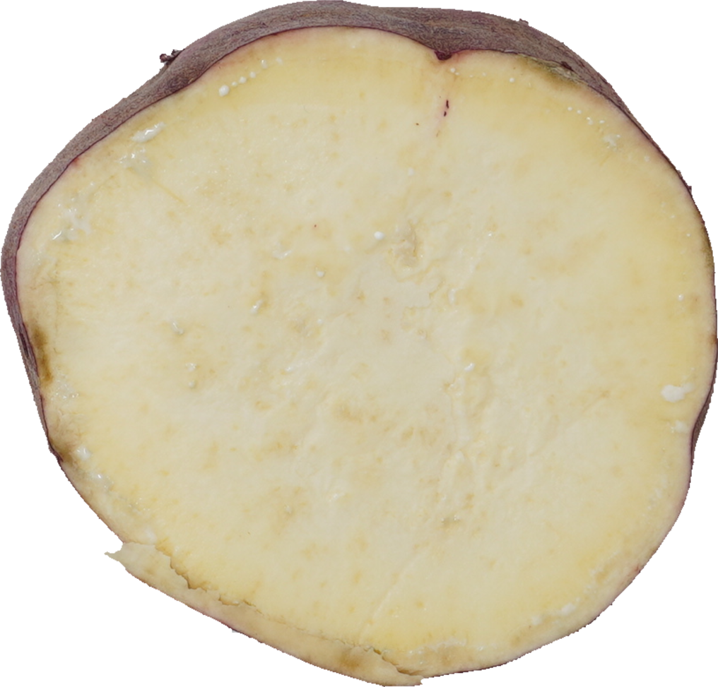 さつまいも｜商用可フリー画像・背景透過