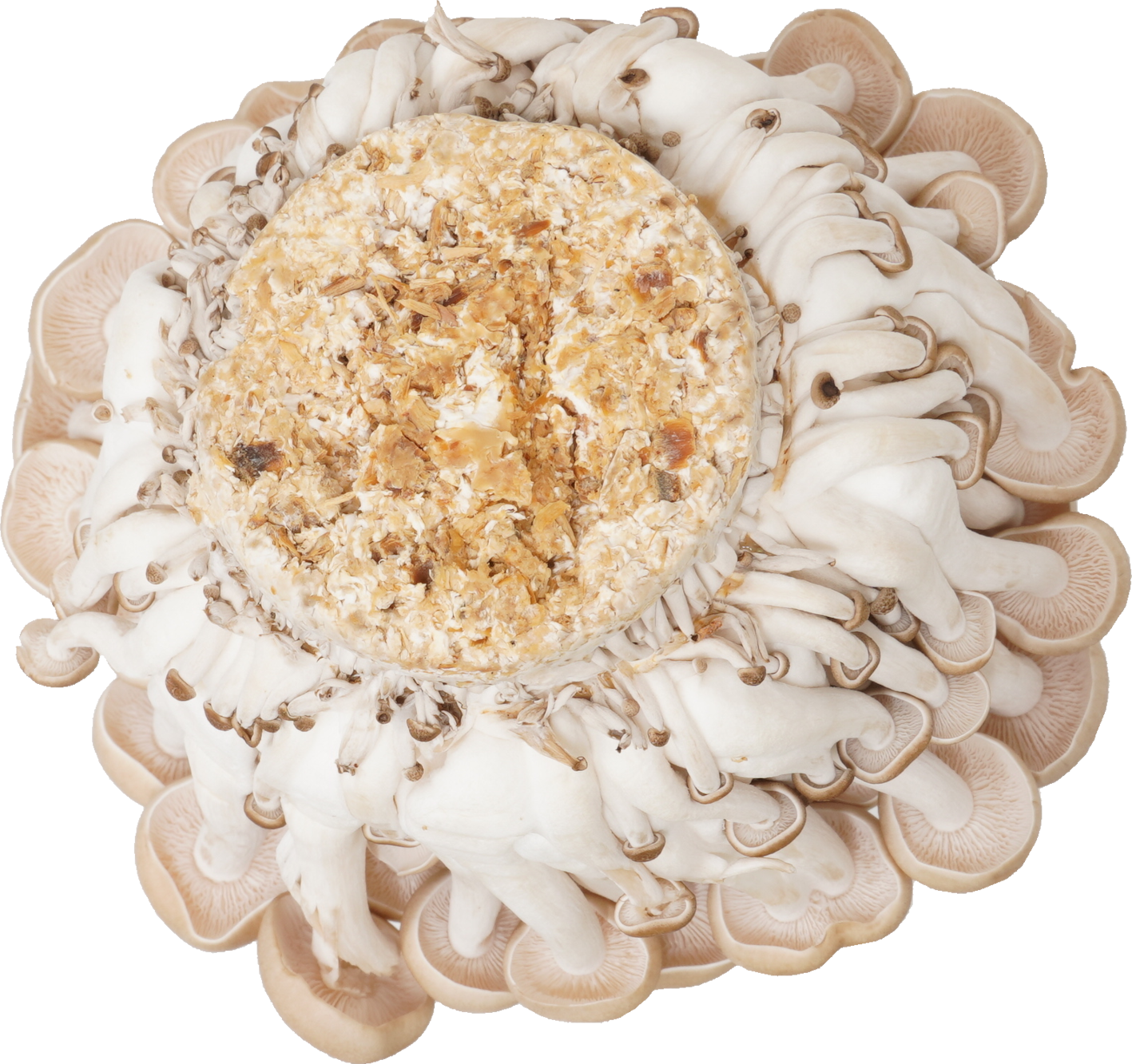 しめじ（ぶなしめじ・生）｜商用可フリー画像・背景透過