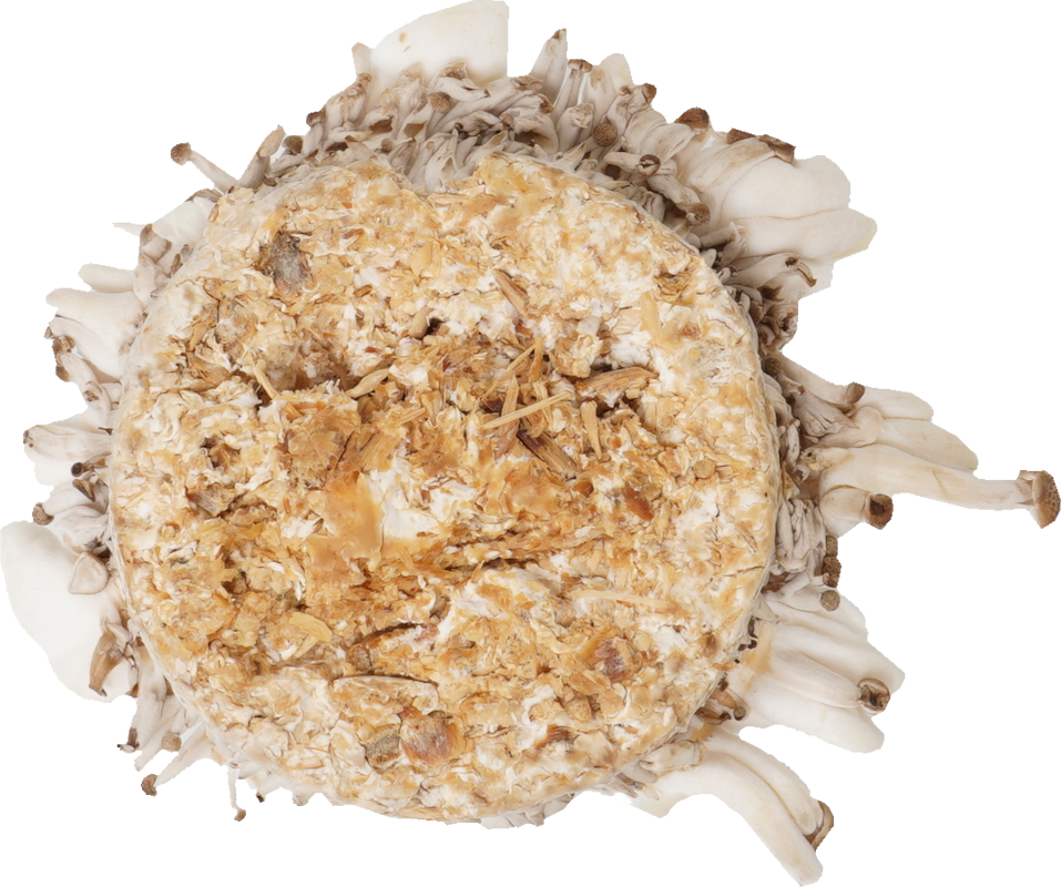 しめじ（ぶなしめじ・生）｜商用可フリー画像・背景透過