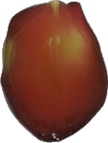 ぶどう（デラウェア）｜商用可フリー画像・背景透過