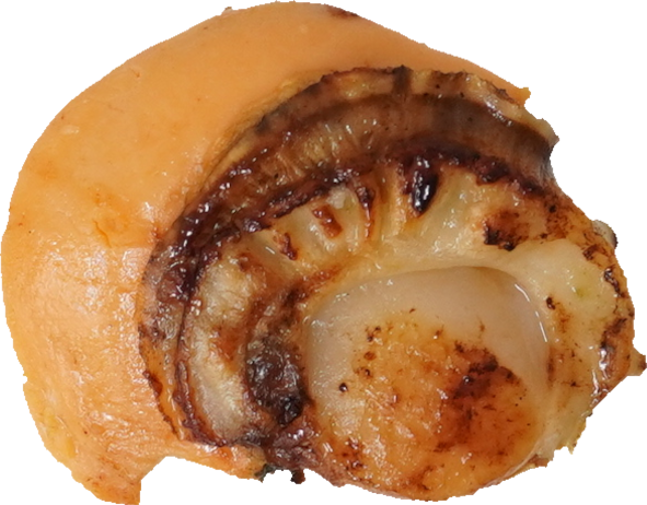 ホタテバター焼き｜商用可フリー画像・背景透過