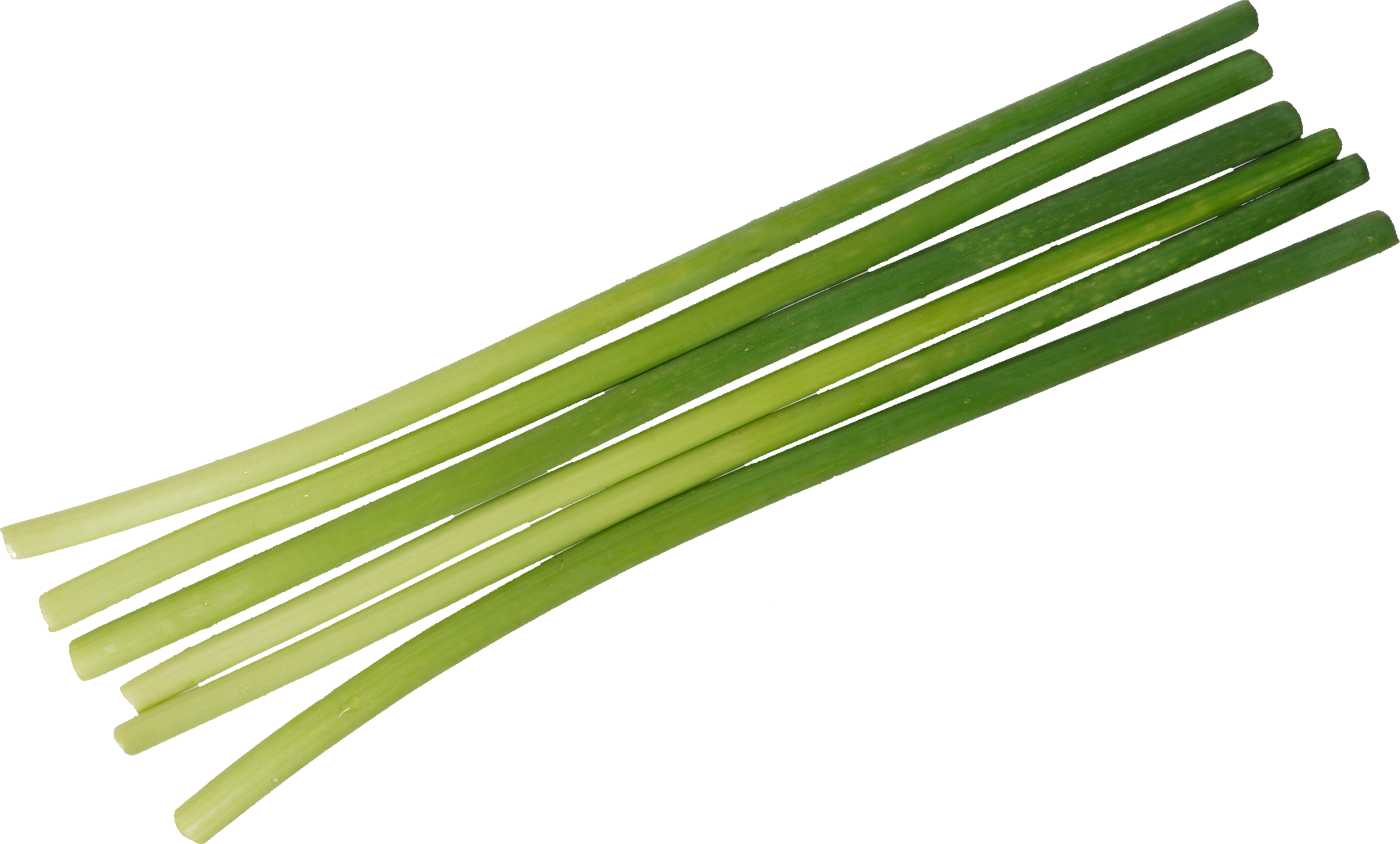 にんにくの芽｜商用可フリー画像・背景透過