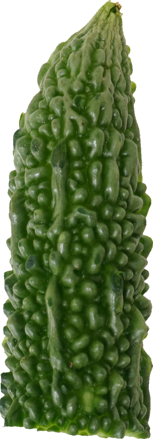 ゴーヤ｜商用可フリー画像・背景透過