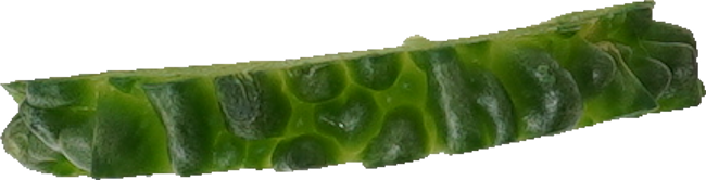 ゴーヤ｜商用可フリー画像・背景透過