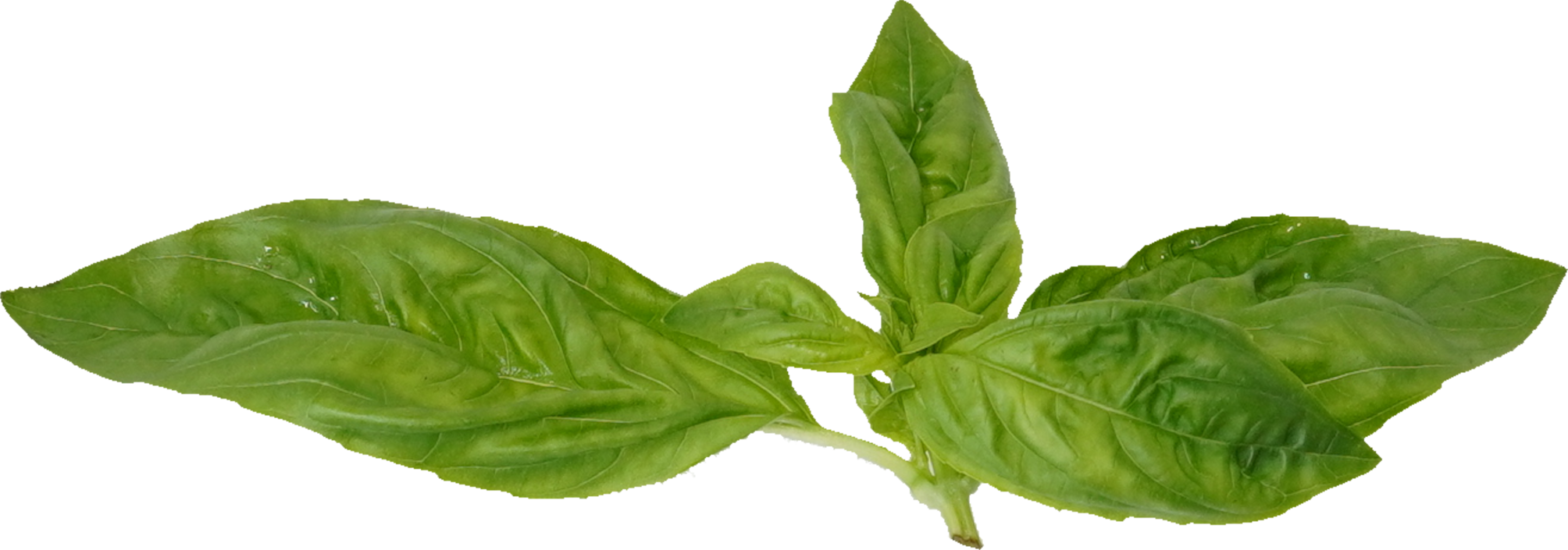 バジル｜商用可フリー画像・背景透過