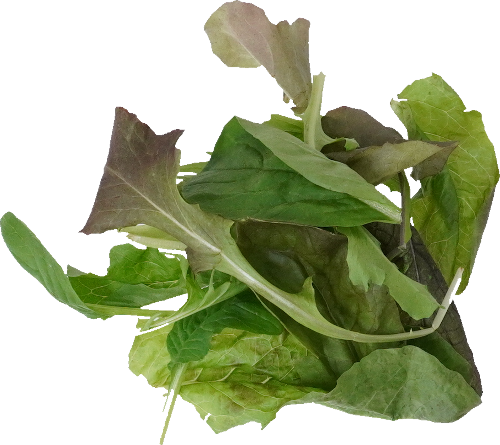 ベビーリーフ｜商用可フリー画像・背景透過