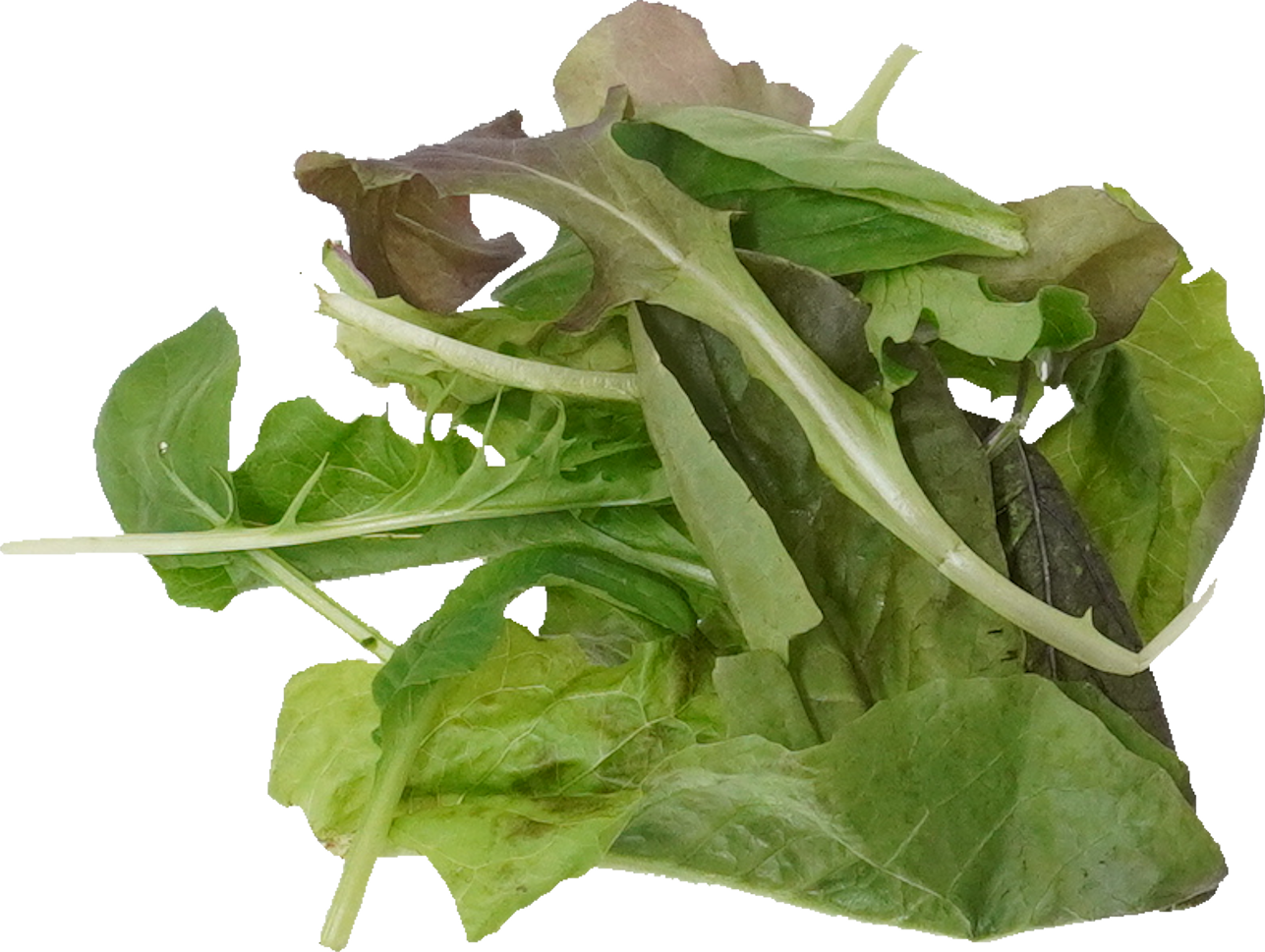 ベビーリーフ｜商用可フリー画像・背景透過