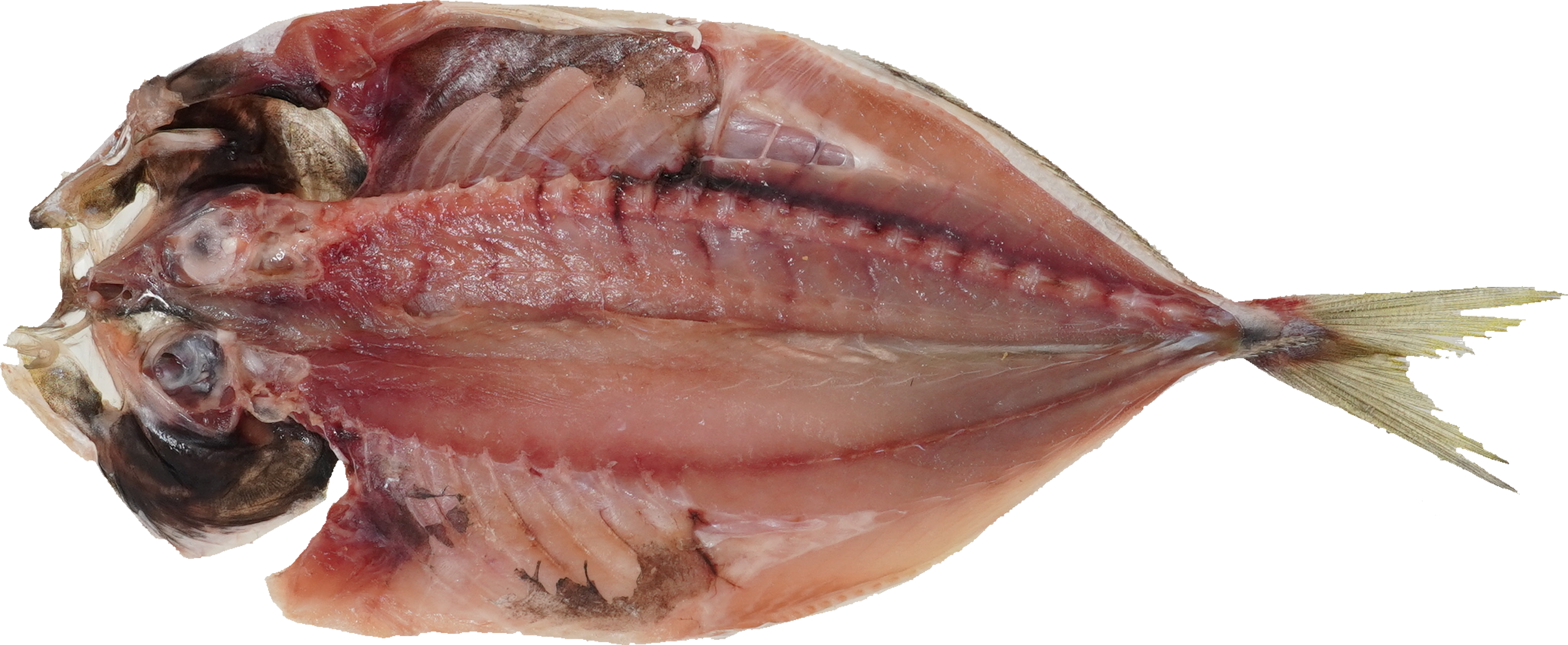 あじ｜商用可フリー画像・背景透過