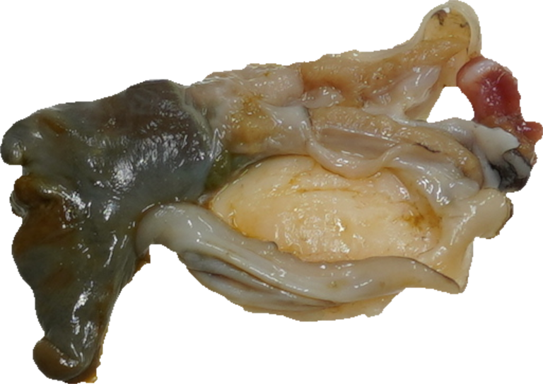 あわび｜商用可フリー画像・背景透過