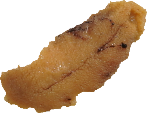 うに｜商用可フリー画像・背景透過