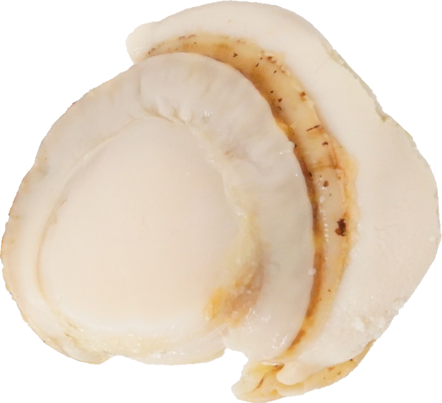 ほたてがい｜商用可フリー画像・背景透過