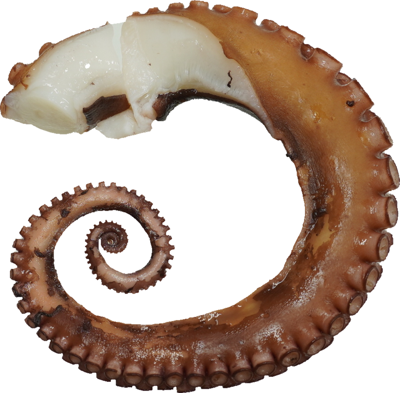 まだこ（ゆで）｜商用可フリー画像・背景透過