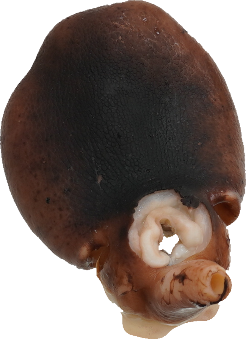 まだこ（ゆで）｜商用可フリー画像・背景透過