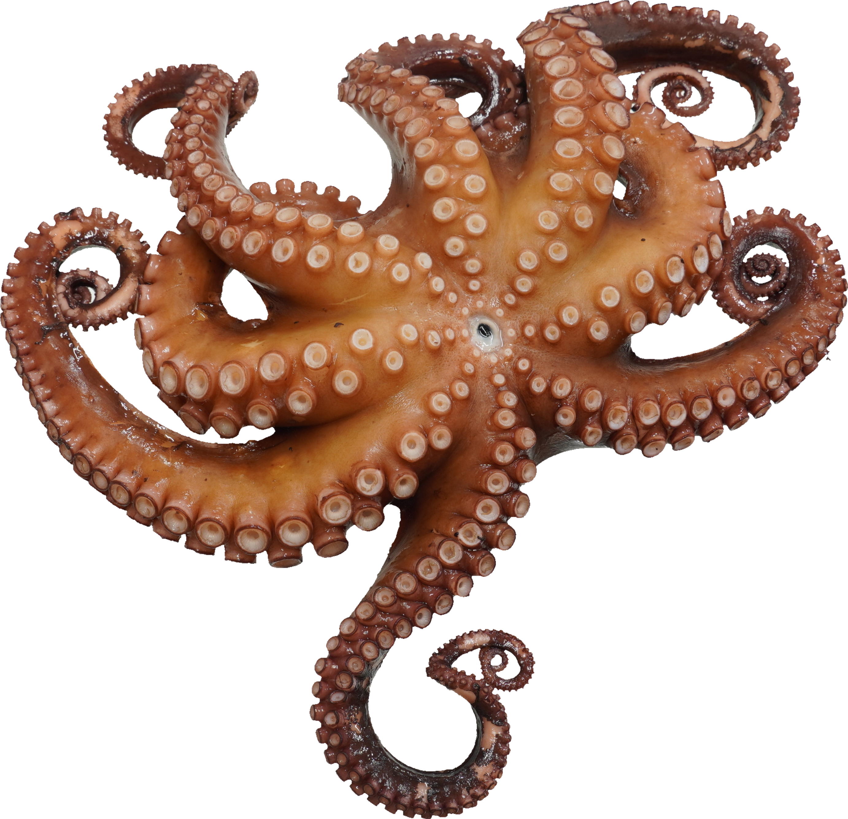 まだこ（ゆで）｜商用可フリー画像・背景透過