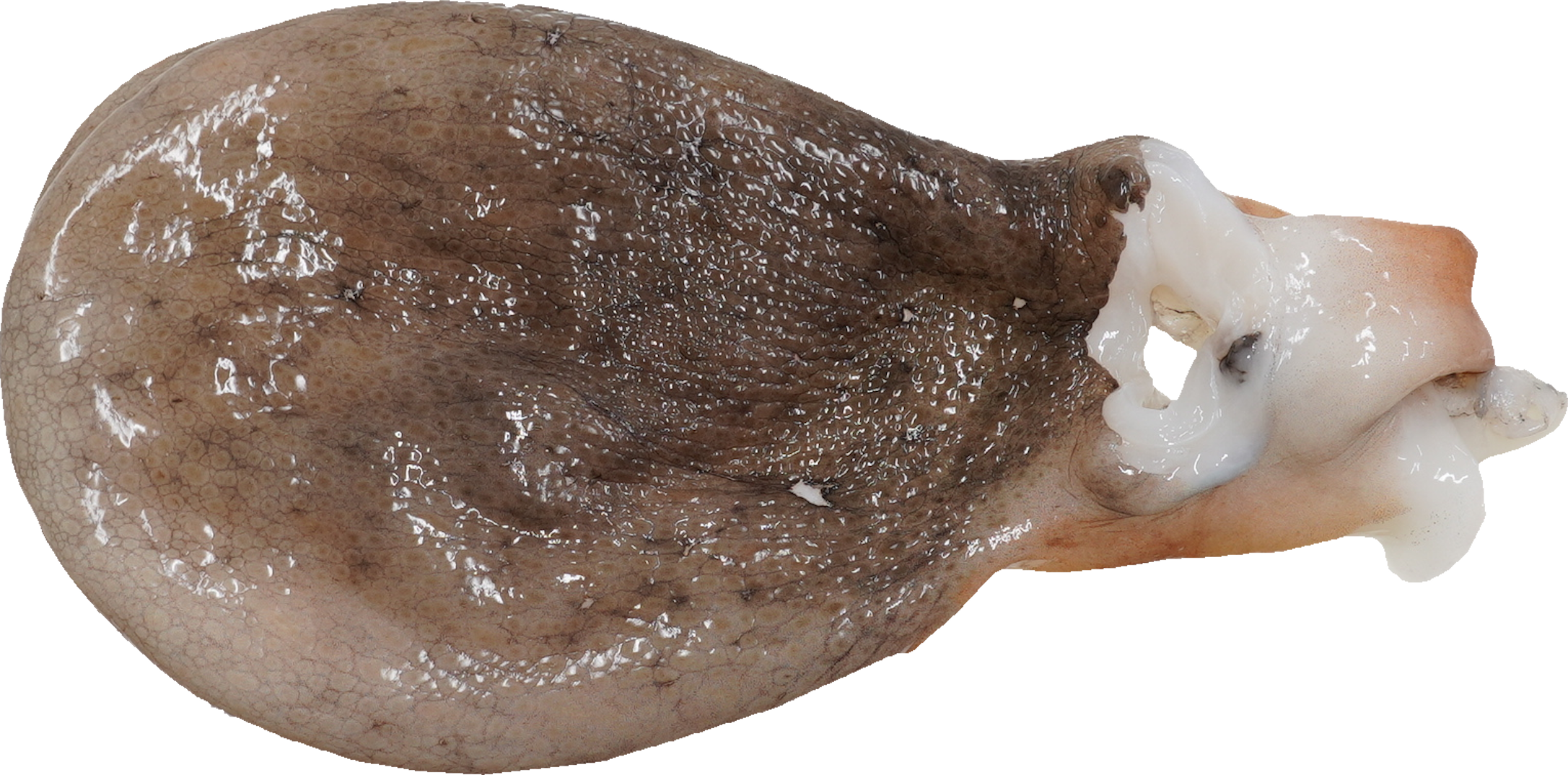 まだこ｜商用可フリー画像・背景透過