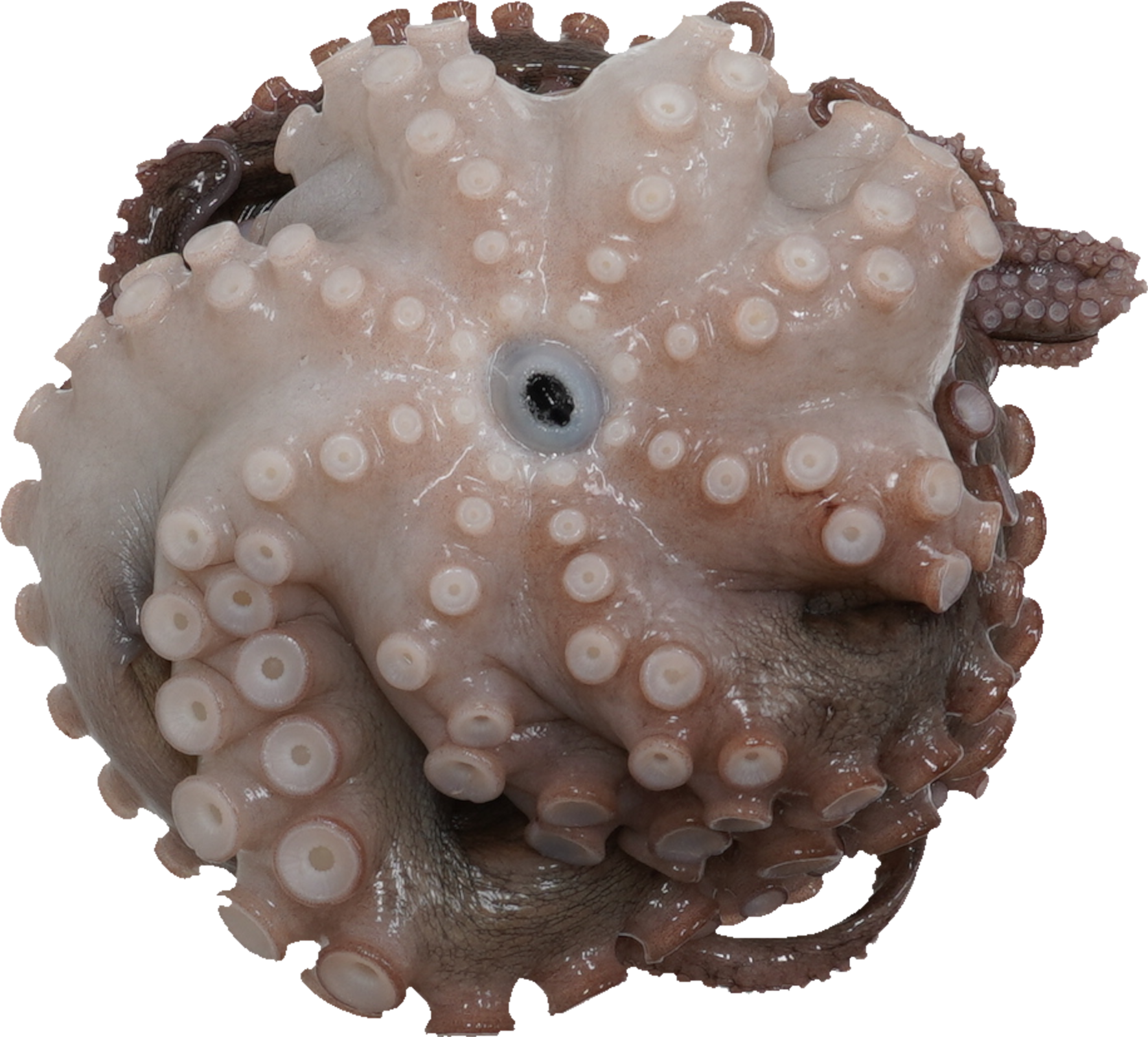 まだこ｜商用可フリー画像・背景透過