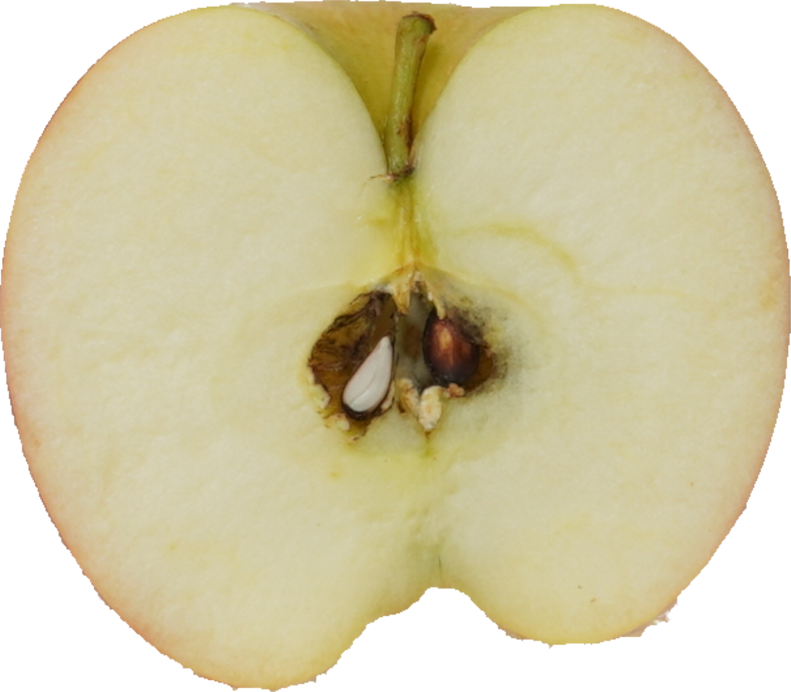 りんご（ふじ）｜商用可フリー画像・背景透過