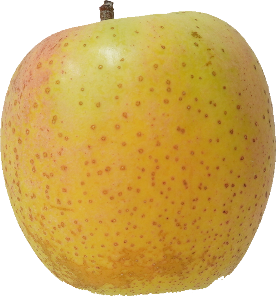 りんご（王林）｜商用可フリー画像・背景透過