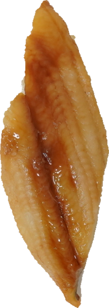 寿司（あなご）｜商用可フリー画像・背景透過