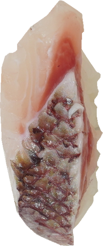 寿司（たい）｜商用可フリー画像・背景透過