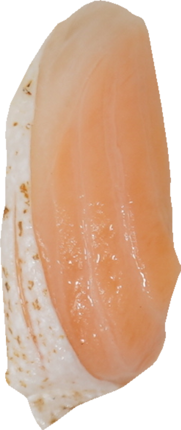 寿司（とろサーモン）｜商用可フリー画像・背景透過