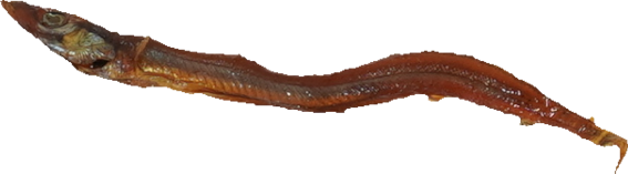 いかなごのくぎ煮｜商用可フリー画像・背景透過