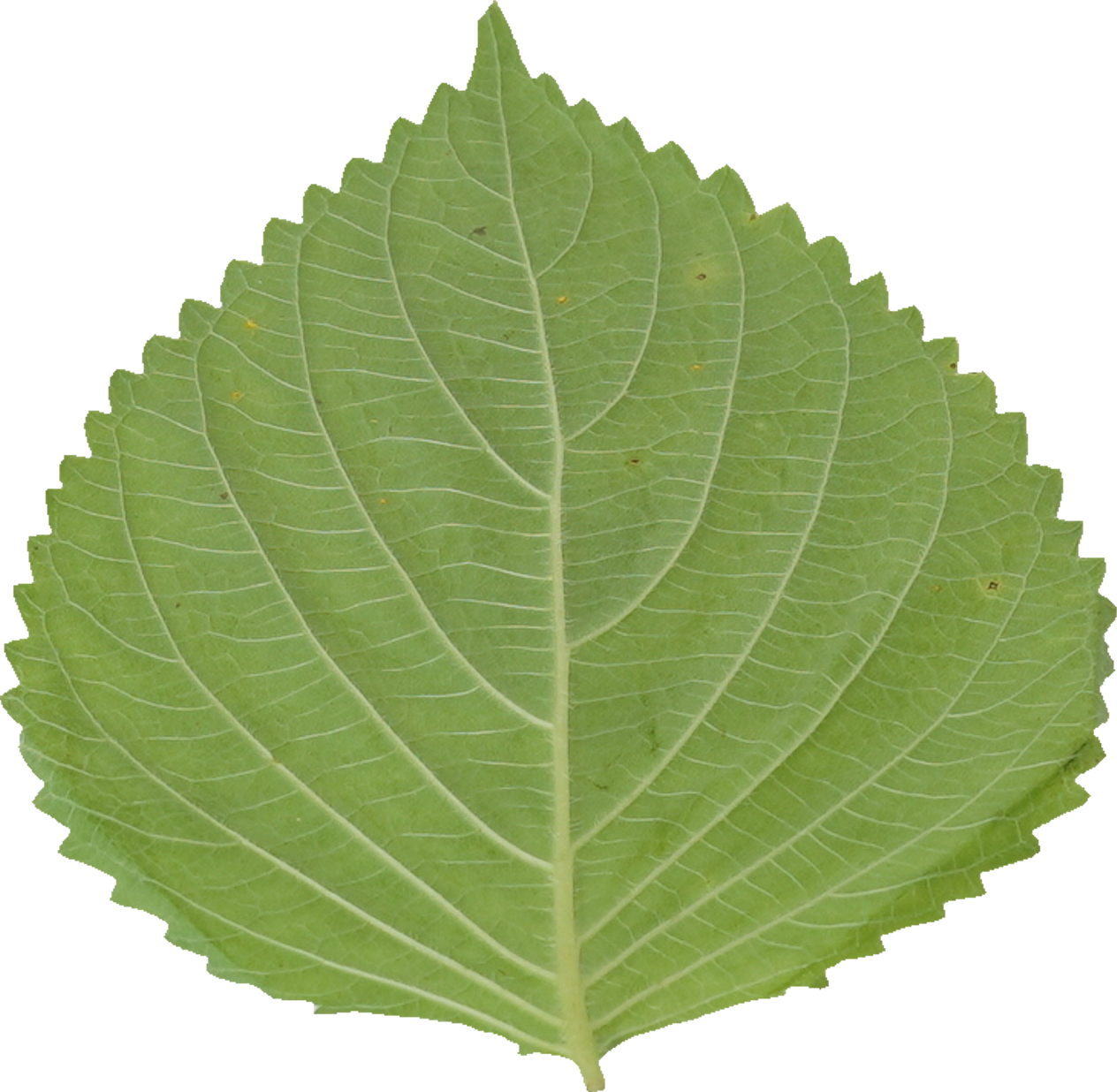 えごま｜商用可フリー画像・背景透過