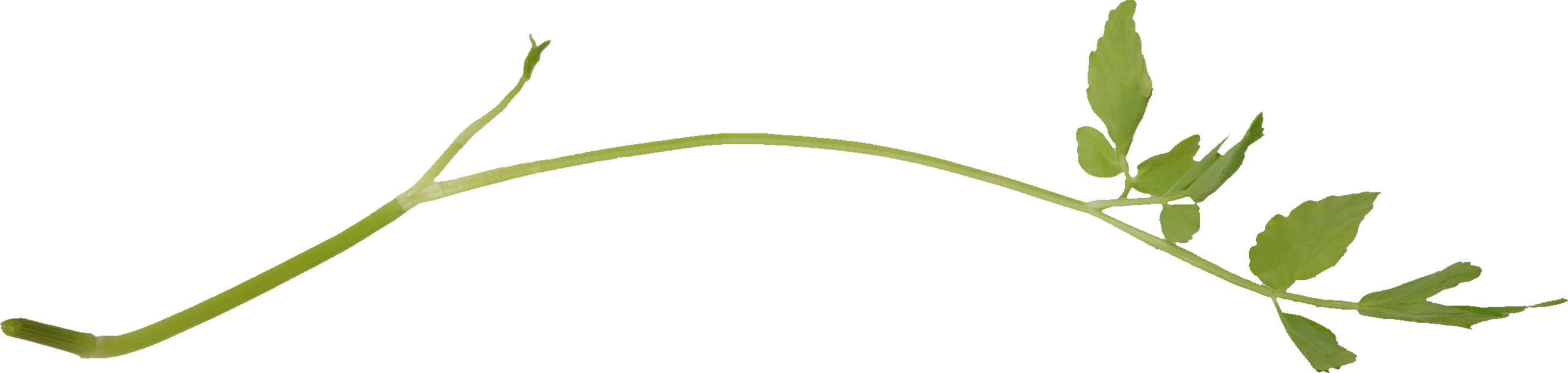 せり｜商用可フリー画像・背景透過