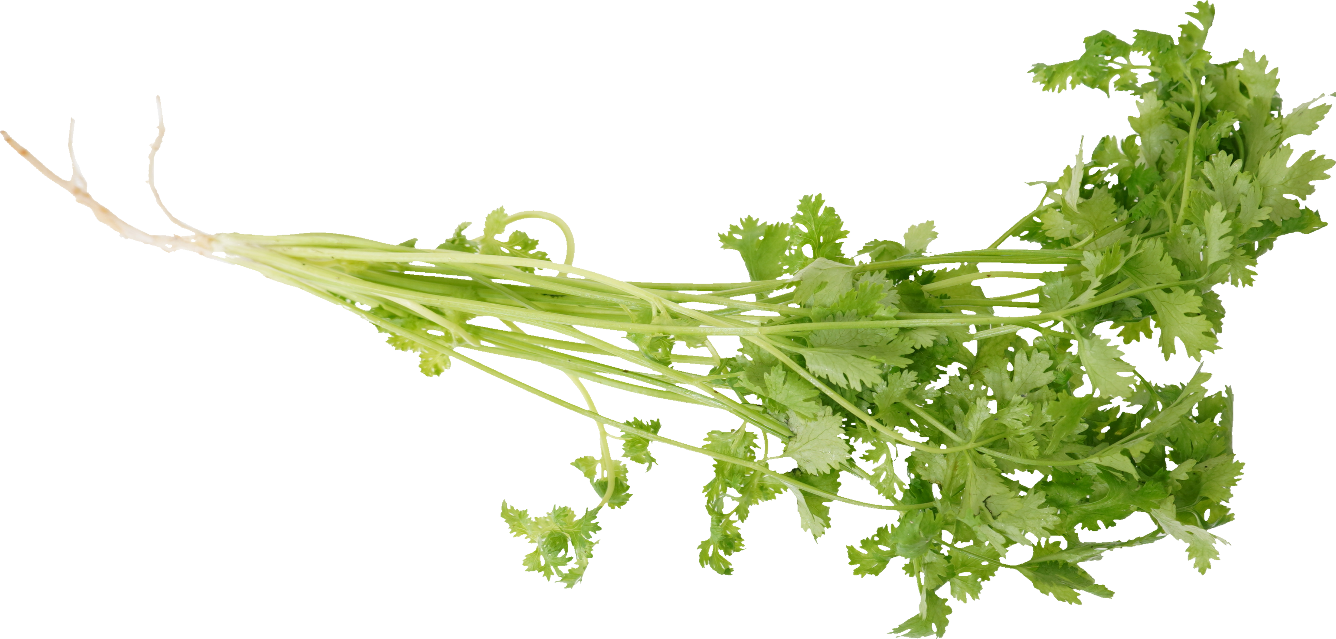 パクチー｜商用可フリー画像・背景透過