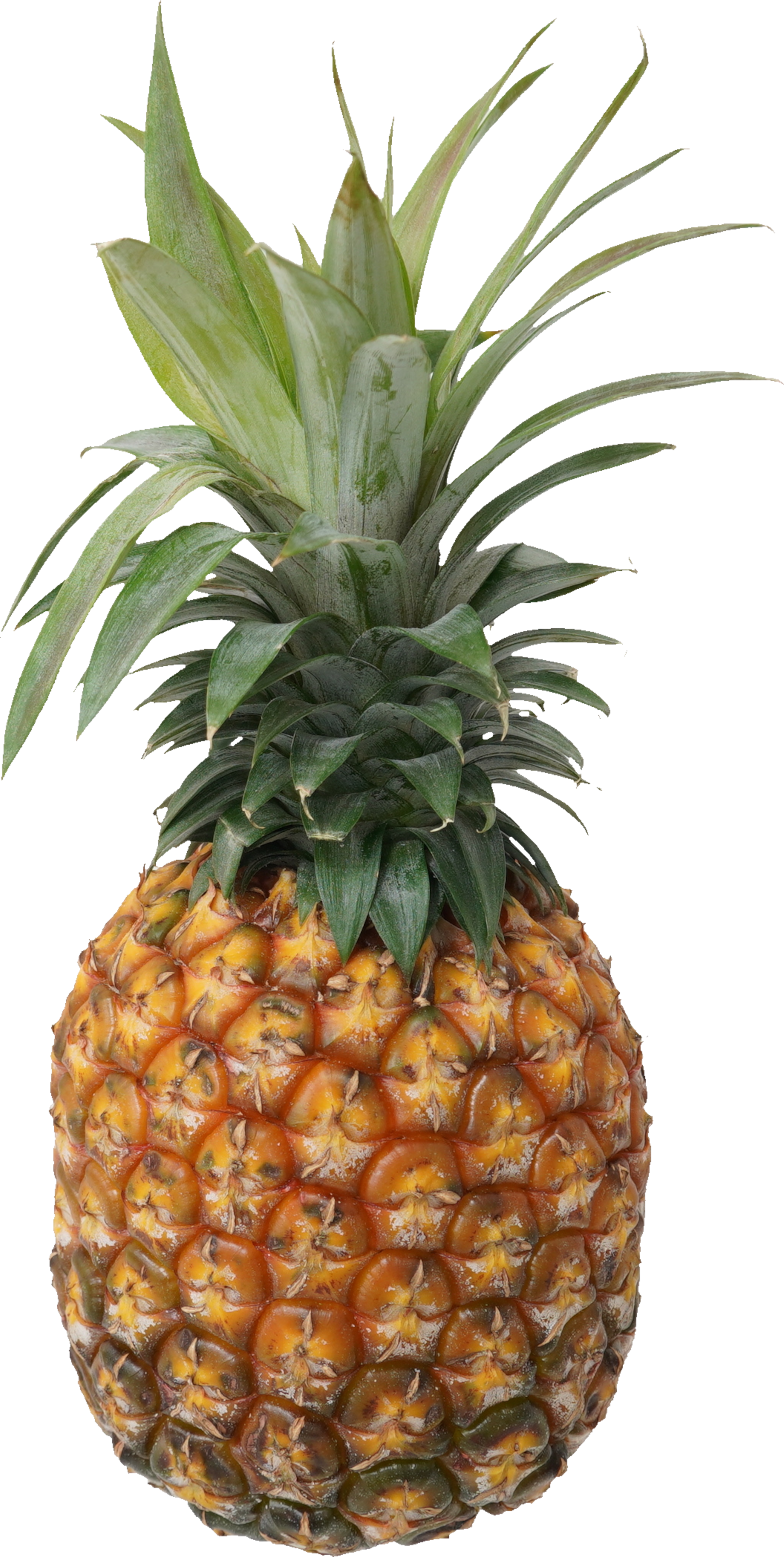 パインアップル（ゴールドバレル）｜商用可フリー画像・背景透過