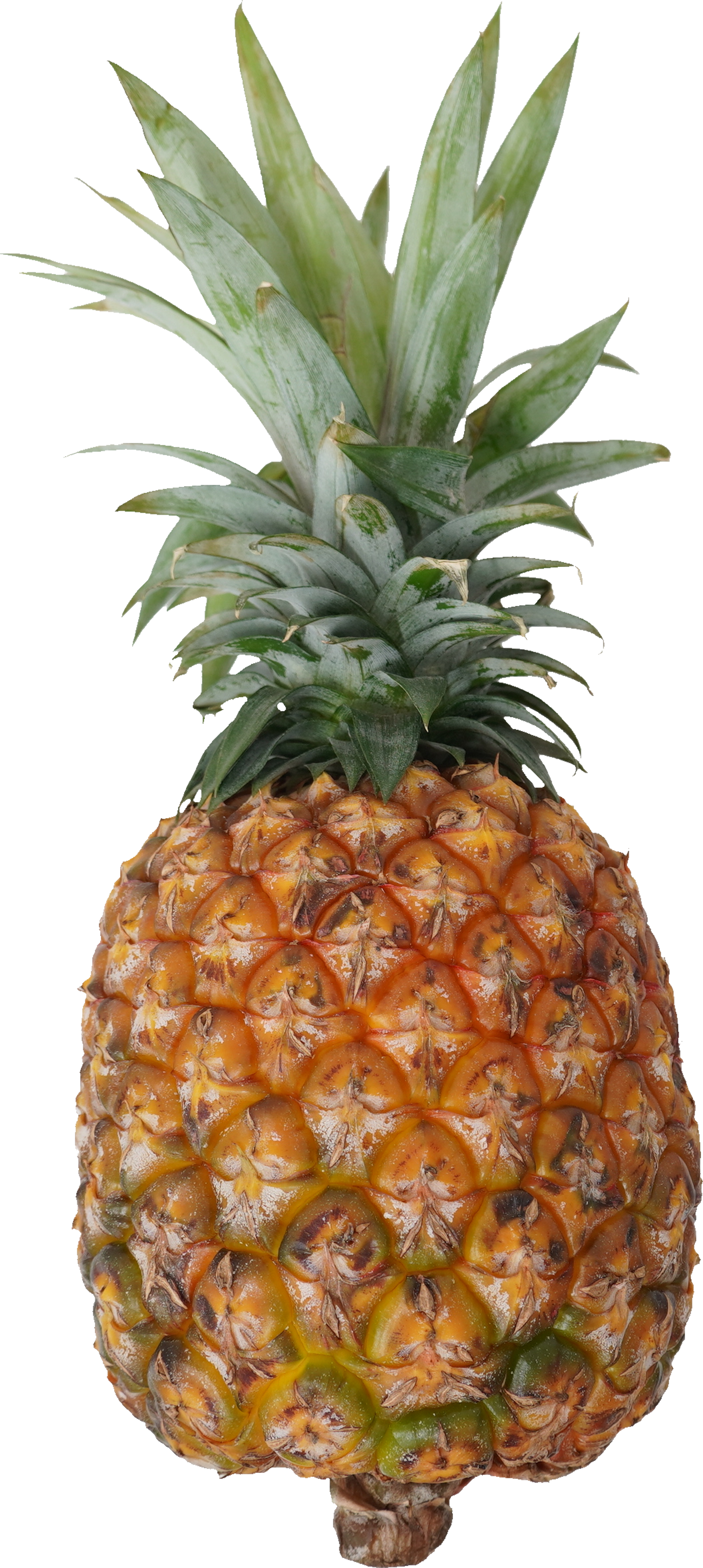 パインアップル（ゴールドバレル）｜商用可フリー画像・背景透過