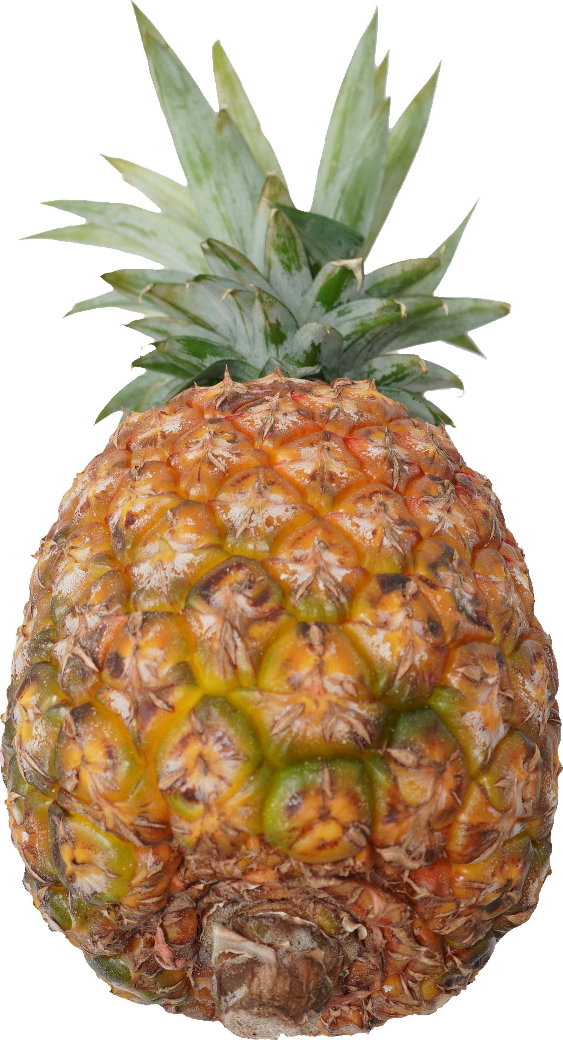 パインアップル（ゴールドバレル）｜商用可フリー画像・背景透過