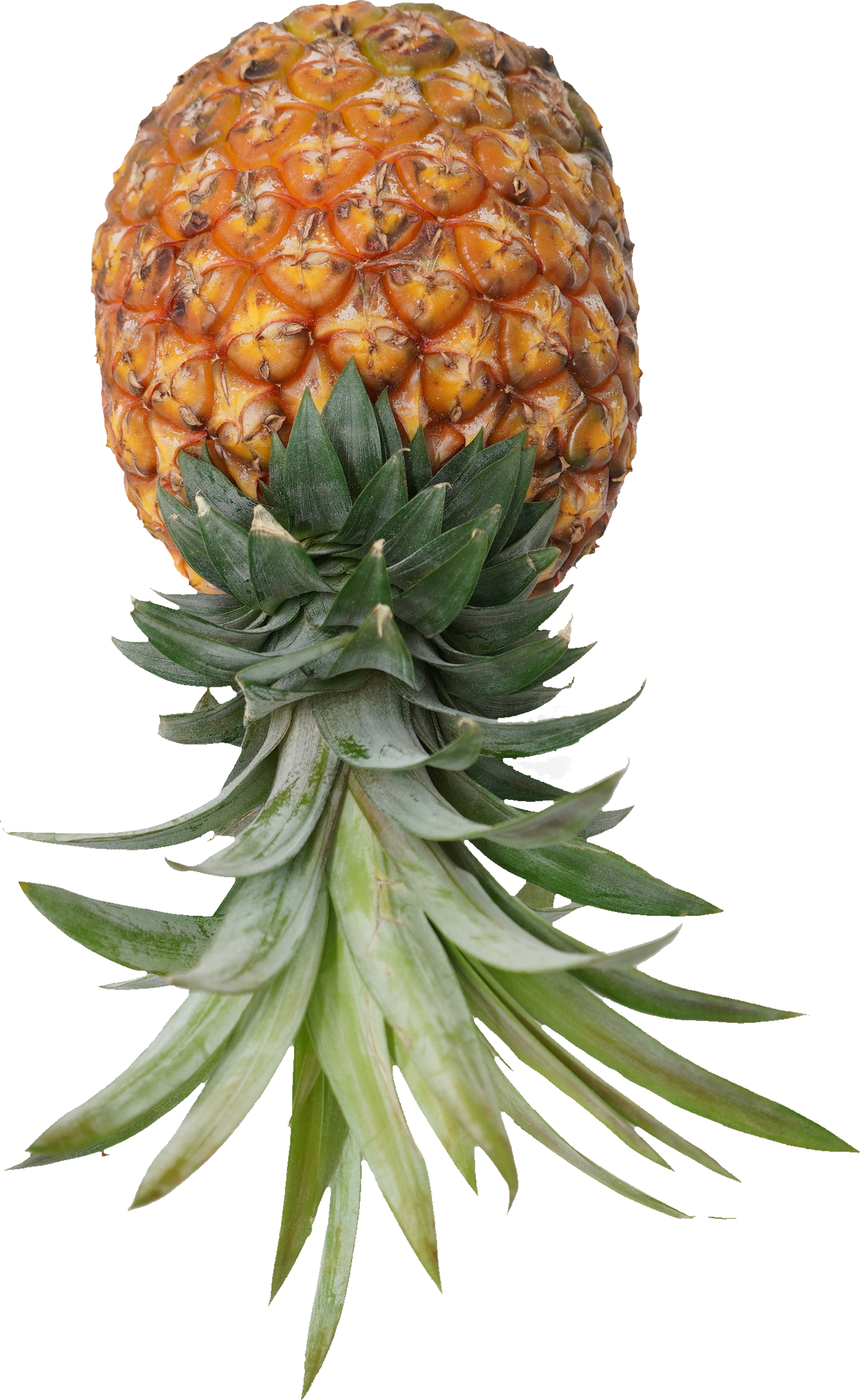 パインアップル（ゴールドバレル）｜商用可フリー画像・背景透過