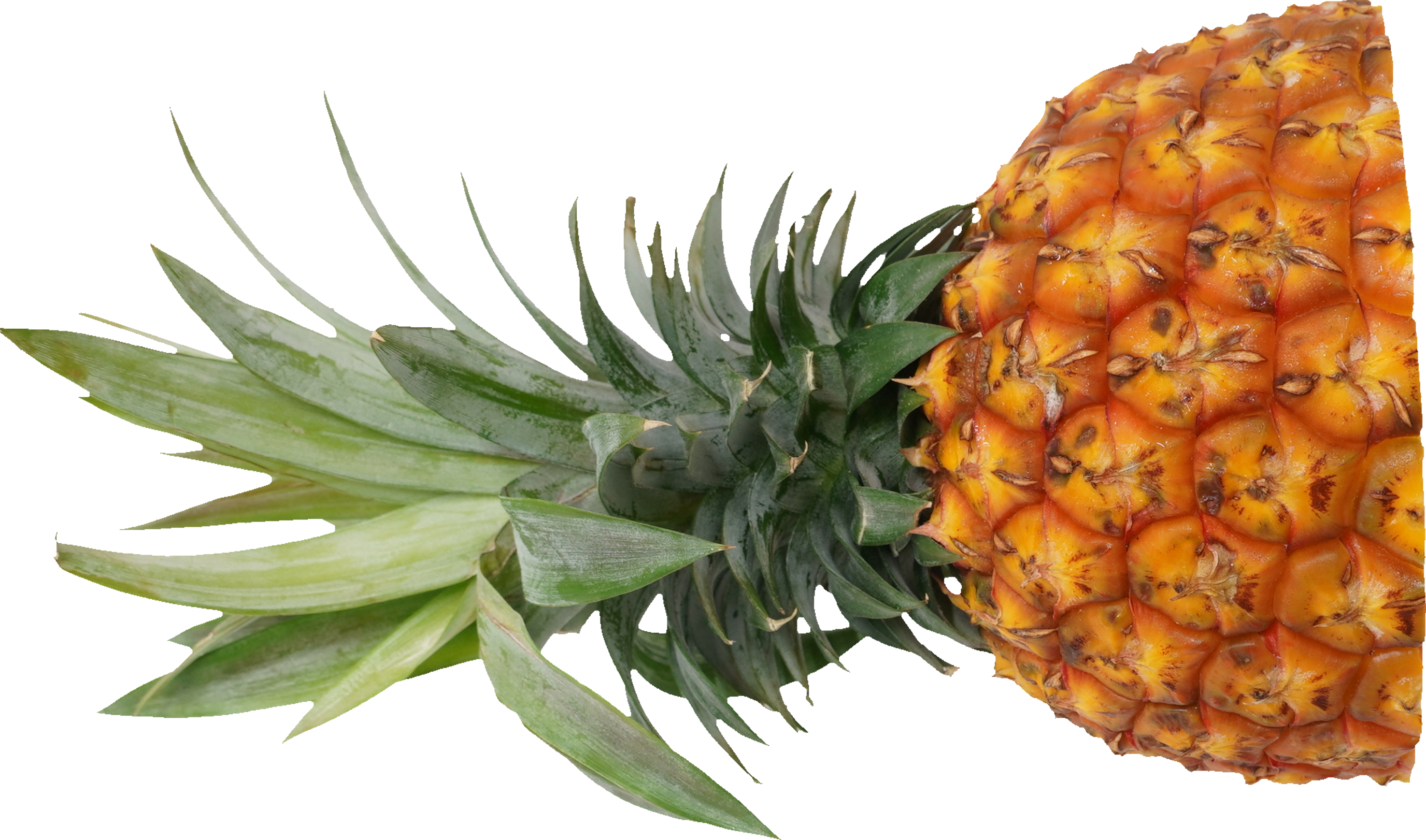 パインアップル（ゴールドバレル）｜商用可フリー画像・背景透過