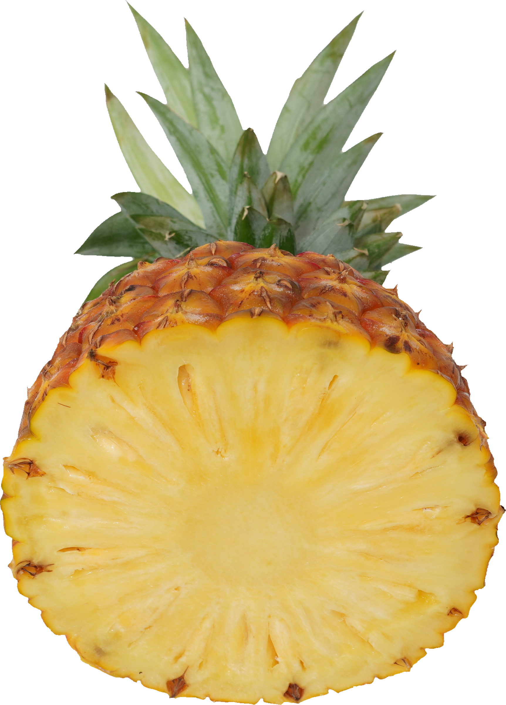 パインアップル（ゴールドバレル）｜商用可フリー画像・背景透過