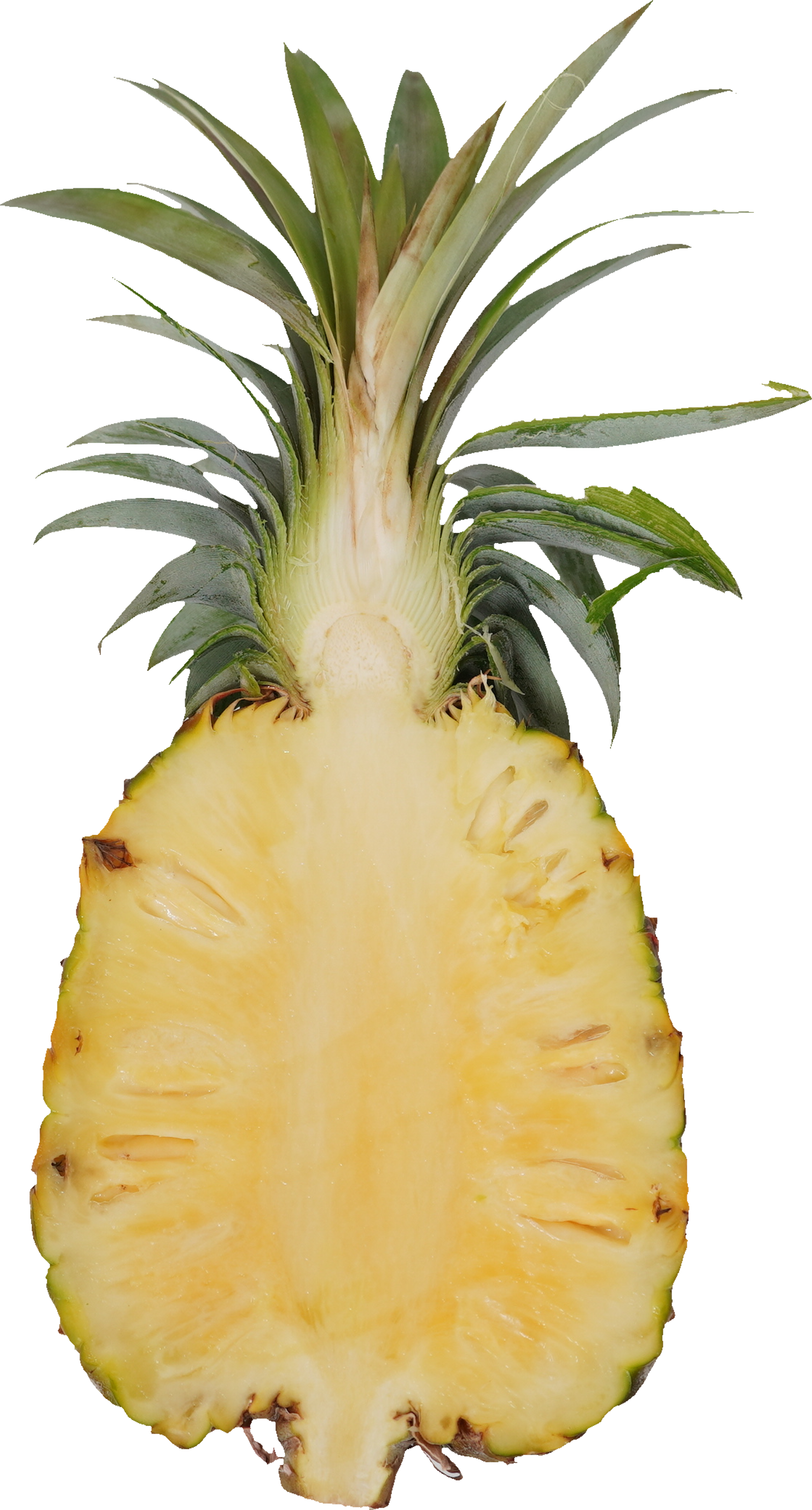 パインアップル（ゴールドバレル）｜商用可フリー画像・背景透過