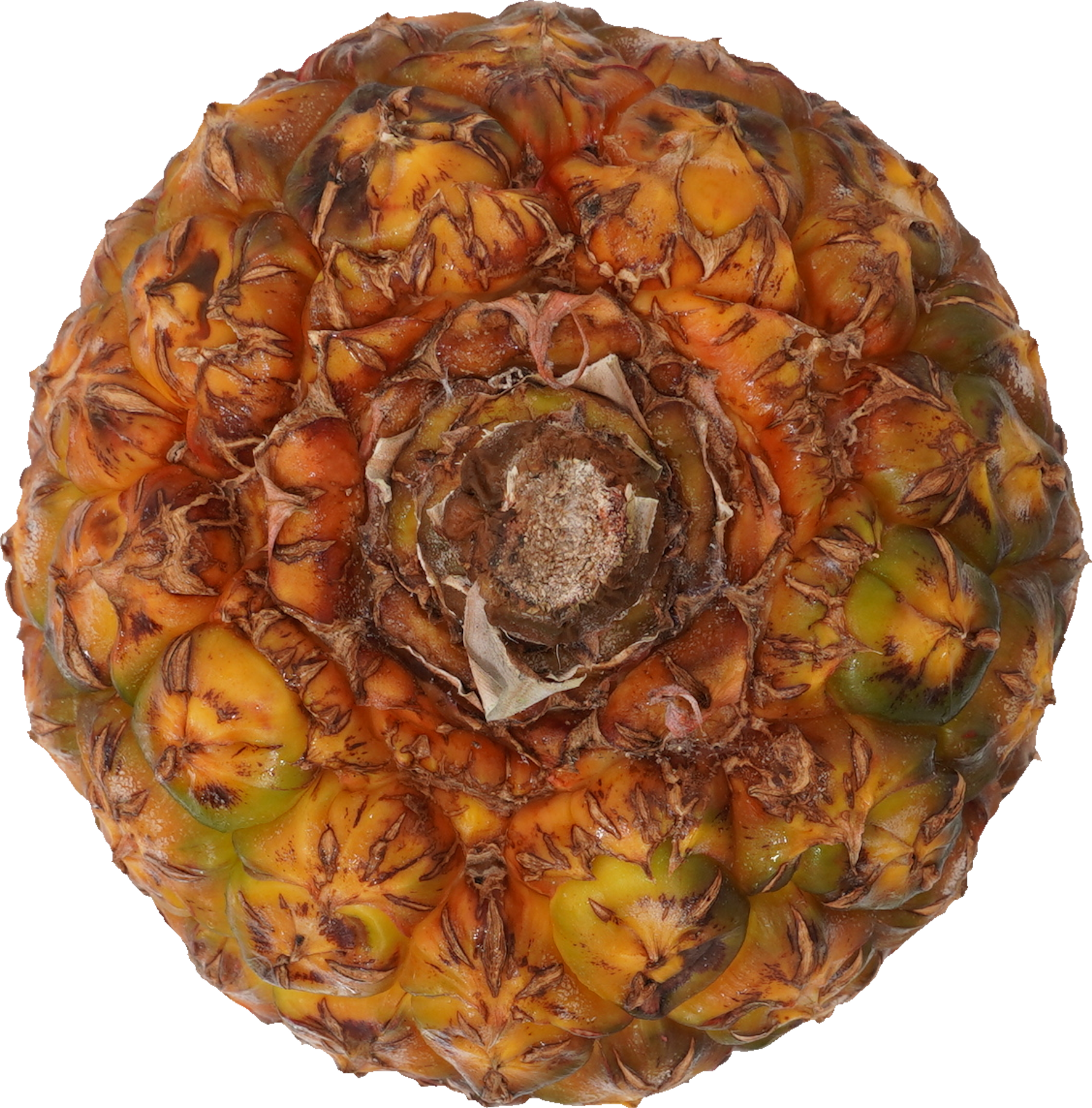 パインアップル（ゴールドバレル）｜商用可フリー画像・背景透過