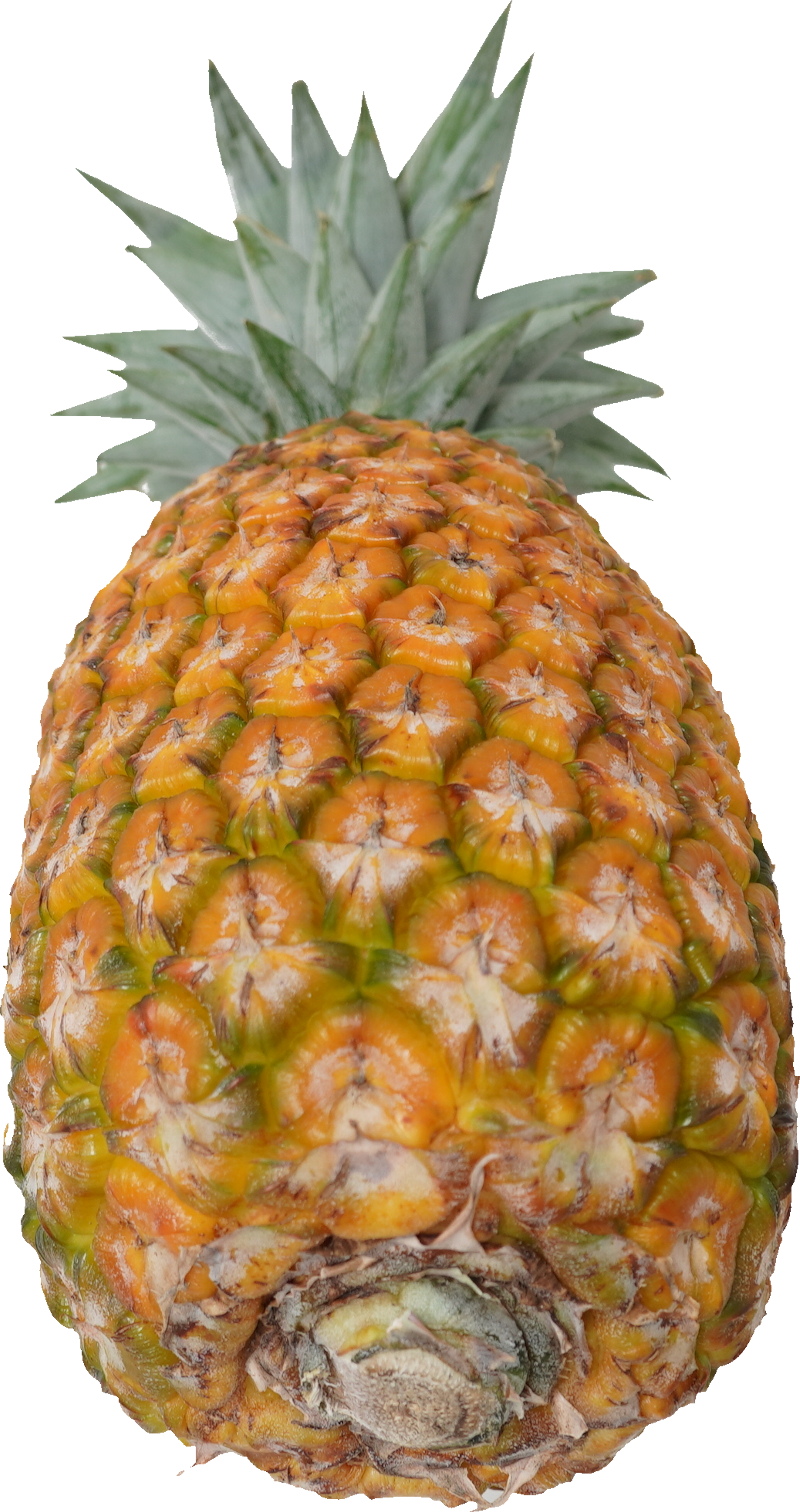 パインアップル（サンドルチェ）｜商用可フリー画像・背景透過