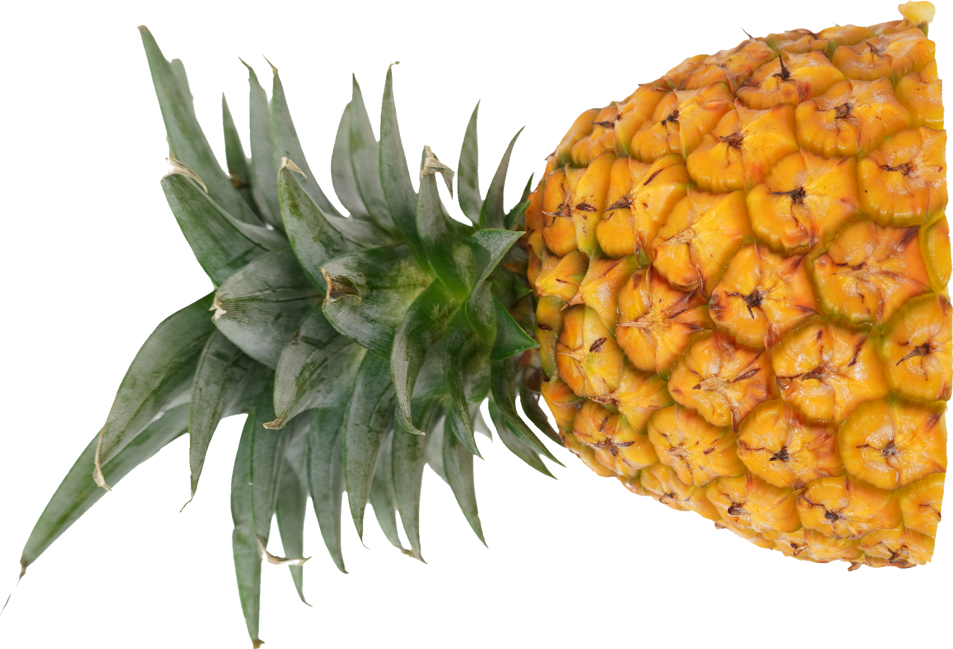 パインアップル（サンドルチェ）｜商用可フリー画像・背景透過